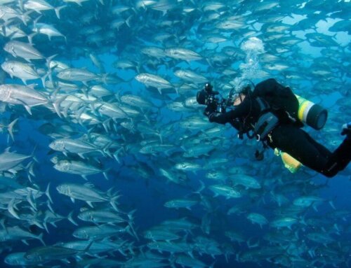 Sustainable Tourism for Marine Conservation in Cocos Island National Park